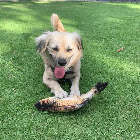 Dog Stimulating Floppy Fish - FURTASTIC DOG